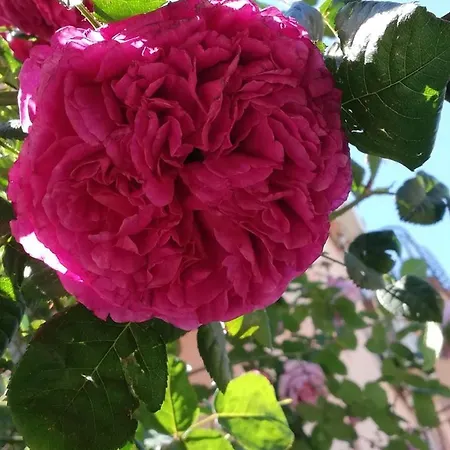 Гостевой дом Ivy Равда