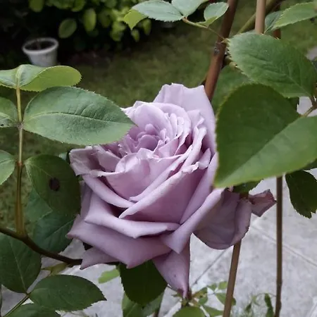 Гостевой дом Ivy Равда