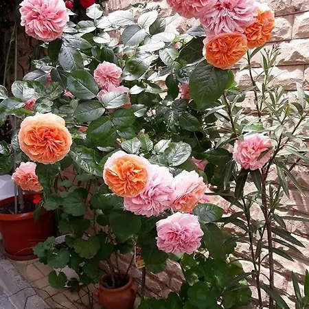 Ivy Гостевой дом