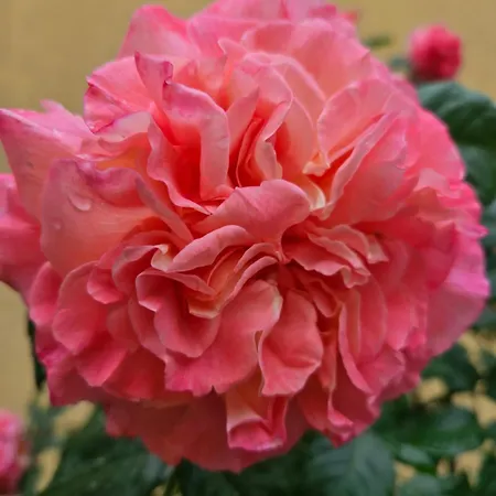 Гостевой дом Ivy 2*