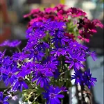 Стаи Под Наем Иви - Равда Гостевой дом