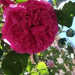 Гостевой дом Стаи Под Наем Иви - Равда Равда