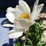 Стаи Под Наем Иви - Равда Равда