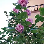 Стаи Под Наем Иви - Равда