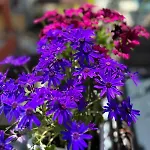 Стаи Под Наем Иви - Равда 2* Равда