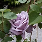 Гостевой дом Стаи Под Наем Иви - Равда Равда