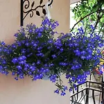 Гостевой дом Стаи Под Наем Иви - Равда