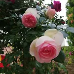 Стаи Под Наем Иви - Равда Гостевой дом Равда