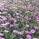 Гостевой дом Стаи Под Наем Иви - Равда Равда