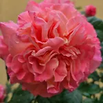 Гостевой дом Стаи Под Наем Иви - Равда 2*