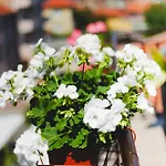 Стаи Под Наем Иви - Равда Гостевой дом