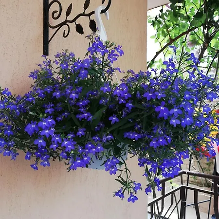 Guest house Ivy