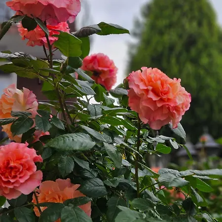 Ivy ゲストハウス 2*