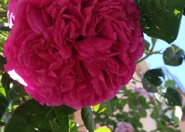 Maison d'hôtes Guest House Ivy Ravda