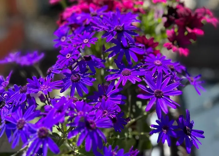 Guest House Ivy 2* Ravda