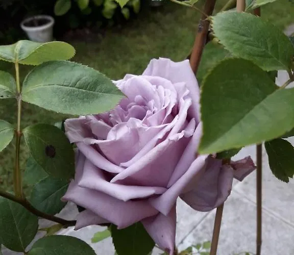 Maison d'hôtes Guest House Ivy Ravda