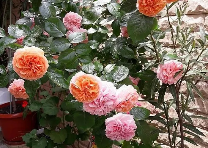 Guest House Ivy Maison d'hôtes