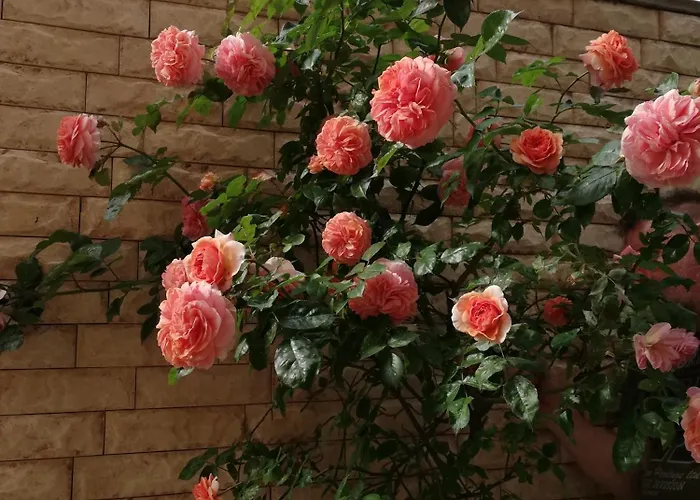 Guest House Ivy Maison d'hôtes