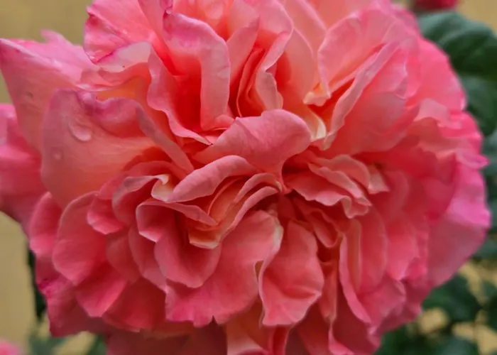 Maison d'hôtes Guest House Ivy 2*